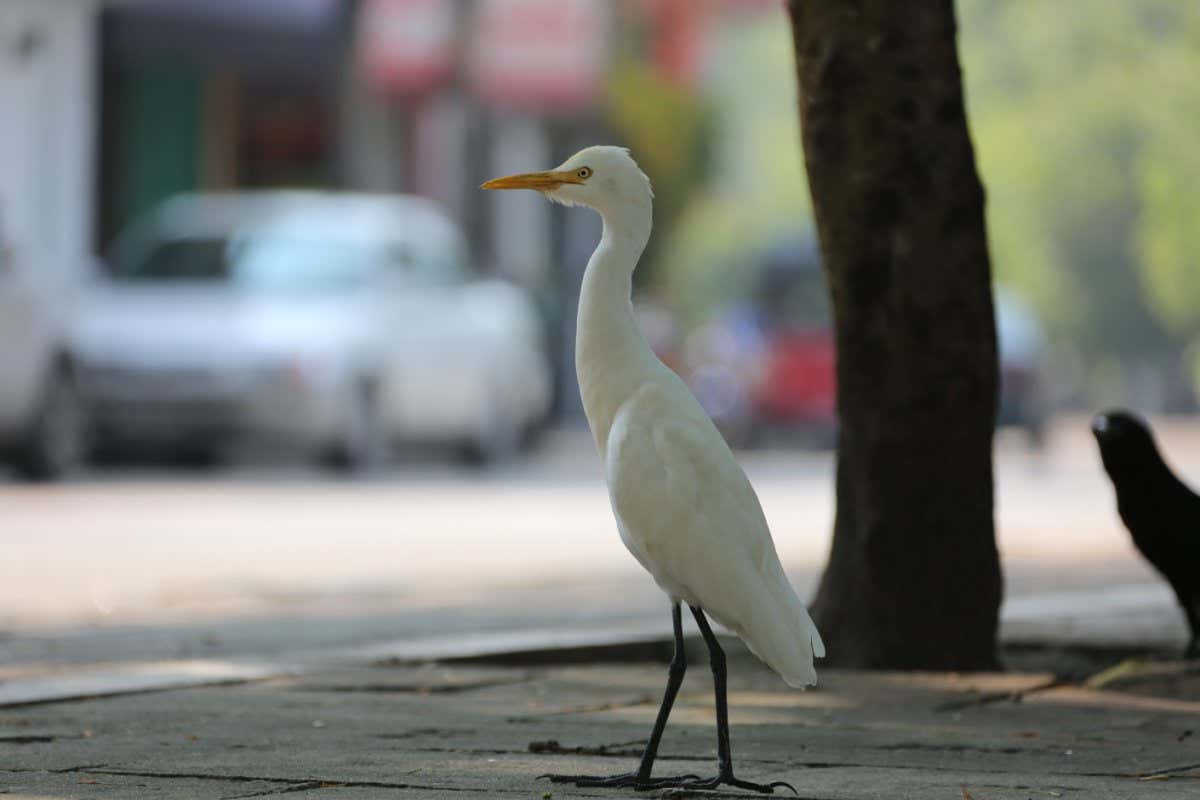 A cattle egret (Bubulcus ibis) stands near a roadway in Sri Lanka. Birds in the country still fear humans years after the end of a civil war.