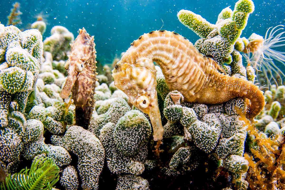 Female seahorses forget their pregnant male partners if separated