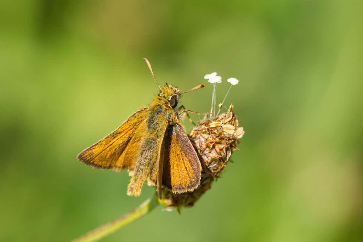 Lulworth skipper butterfly