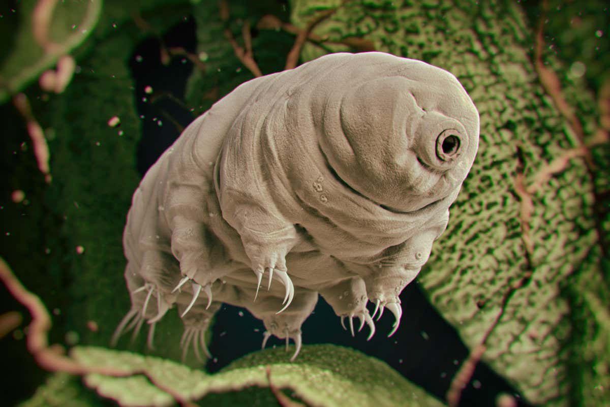 Tardigrade
