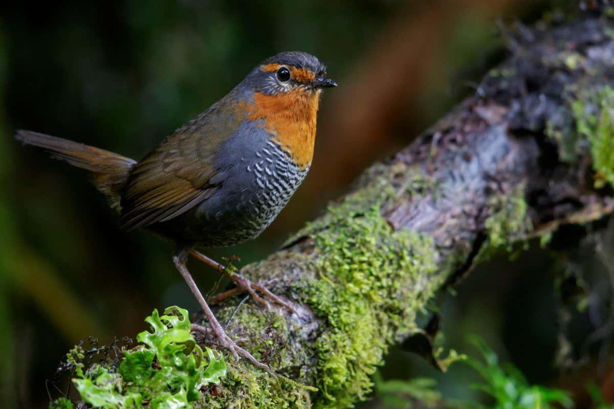 Chucao Tapaculo (Scelorchilus rubecula)