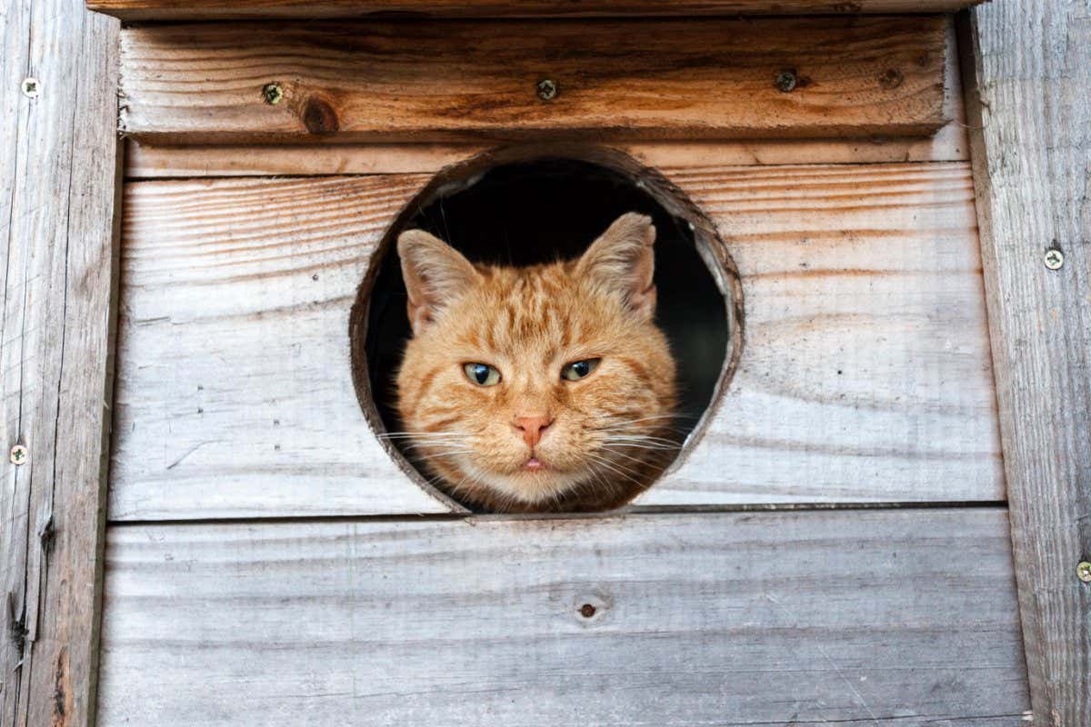 A ginger tom feral cat