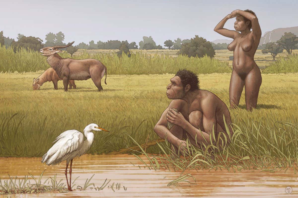 Homo bodoensis, a new species of human ancestor, lived in Africa during the Middle Pleistocene.