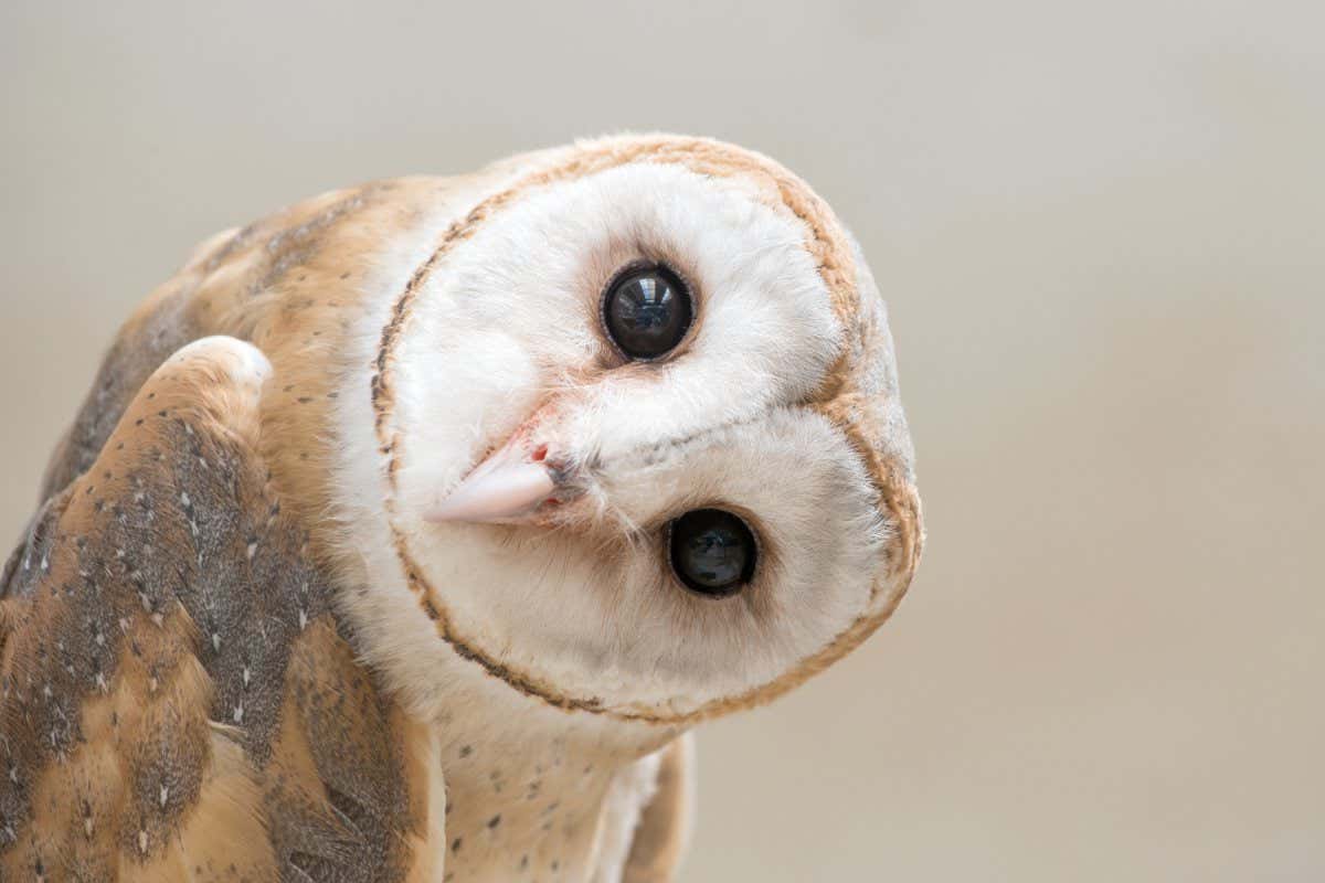 common barn owl ( Tyto albahead ) head close up; Shutterstock ID 379547776; purchase_order: -; job: -; client: -; other: -
