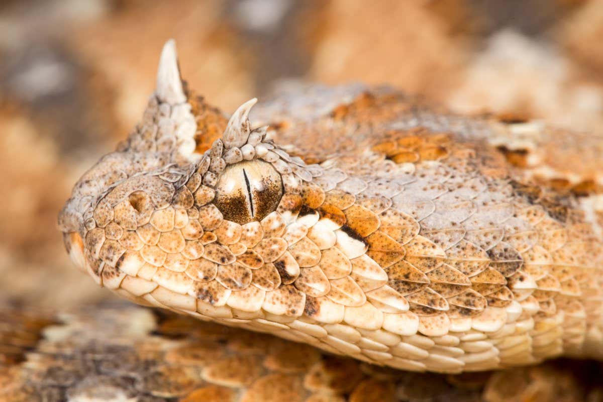 horned adder (Bitis caudalis), photographed in Namibia