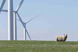 Wind farm and sheep