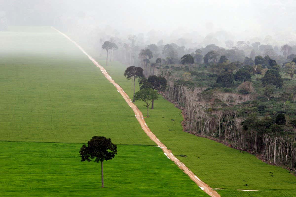 2E3TB2E Soy plantation in Amazon rainforest near Santarem - deforestation for the agribusiness - economic development creating environmental degradation - isolated Brazil nut trees sentenced to death. Opening of a road where before there was a forest.
