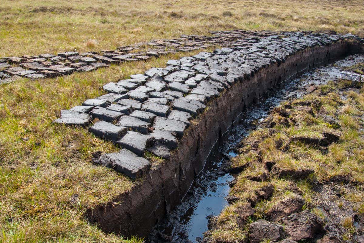 Peat cut and left to dry