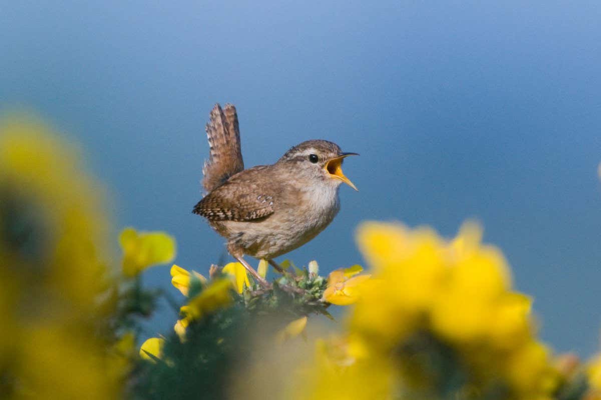 Wren (Troglodytes troglodytes)