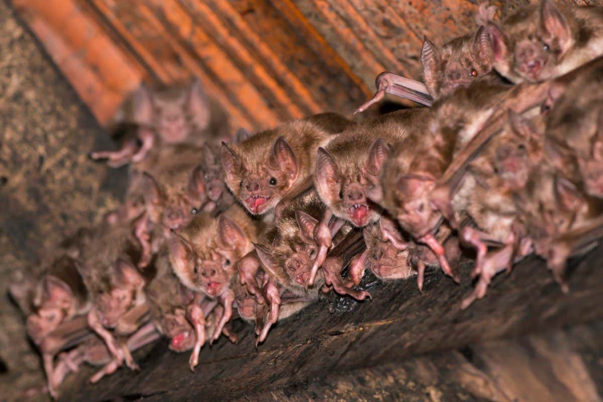 Common vampire bat