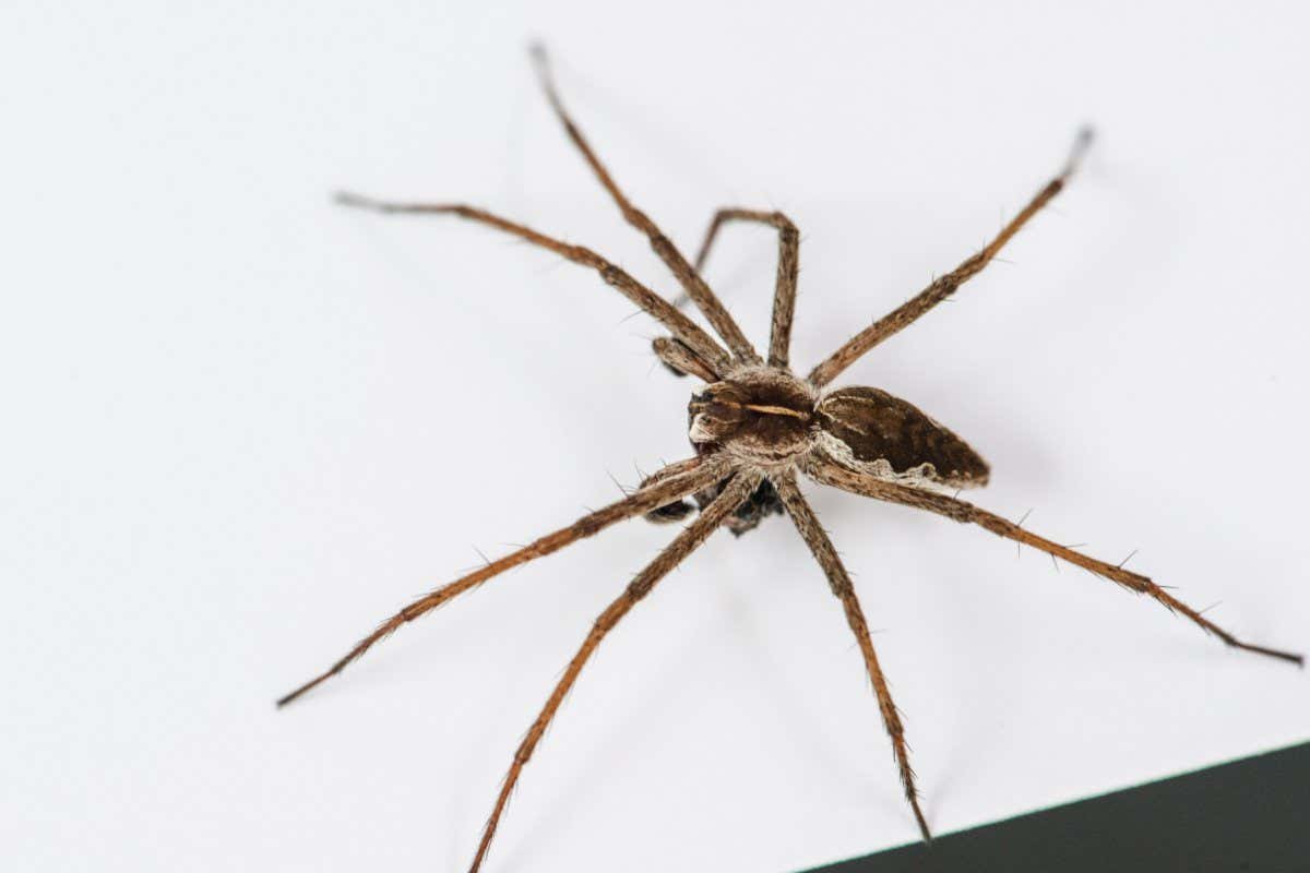Nursery web spider