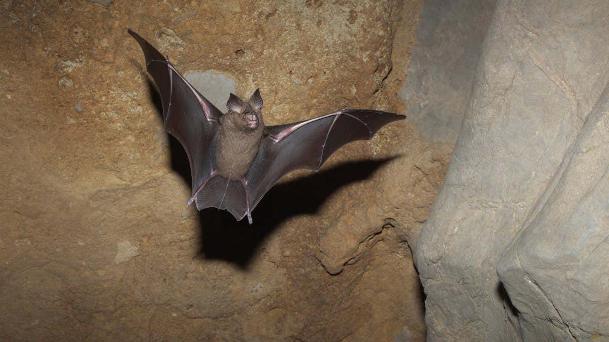 W7TWG5 Great round leaf bat (Hipposideros armiger) in flight in cave, Guilin City, Guangxi Province, China, Novembery.