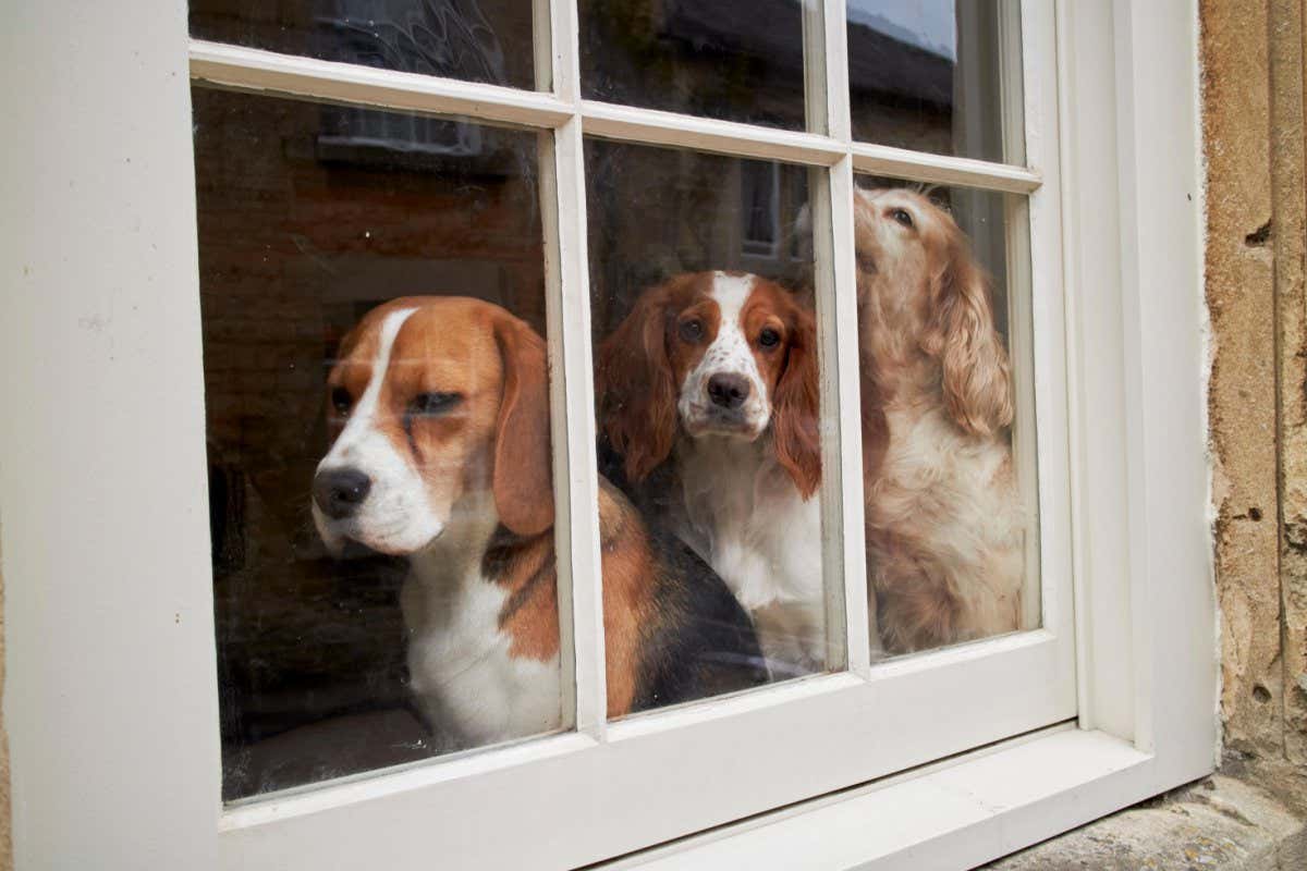 three dogs in the window