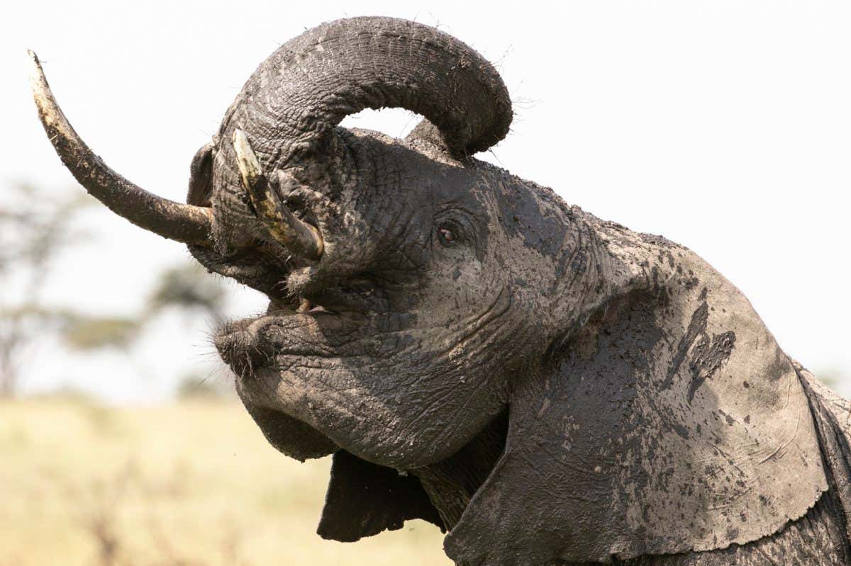 Do you speak elephant? With this new dictionary you will