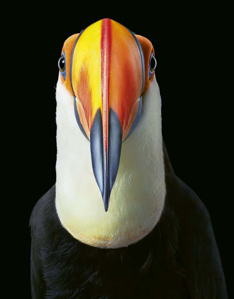Toco Toucan