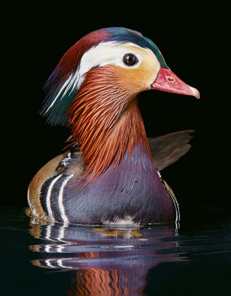 Mandarin Duck