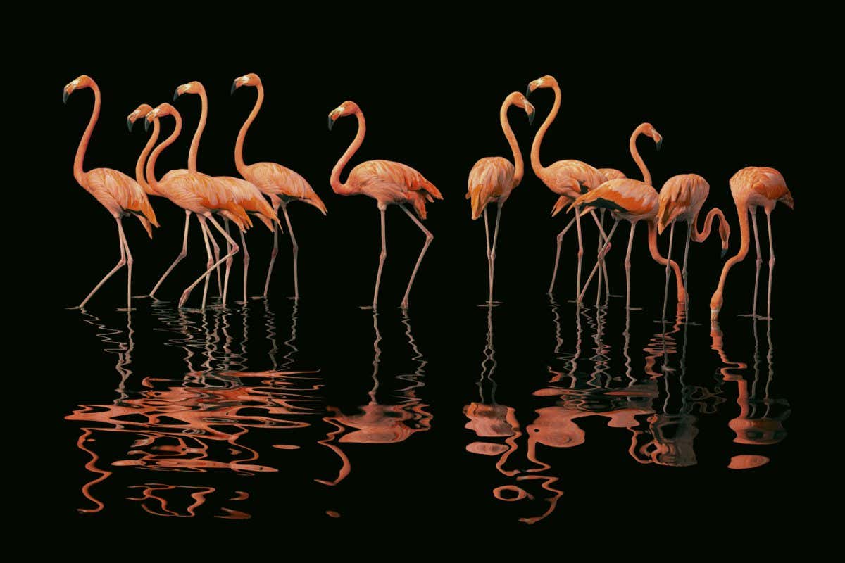 American flamingo