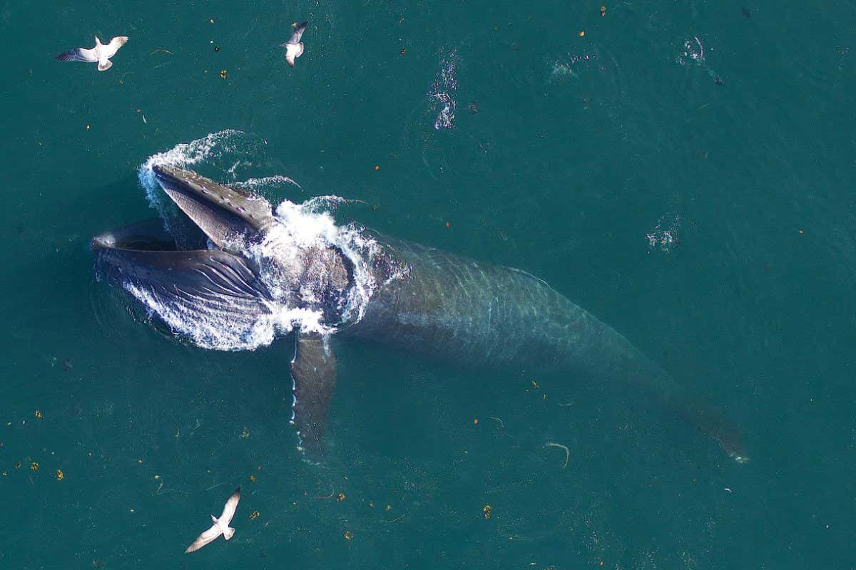 A humpback whale