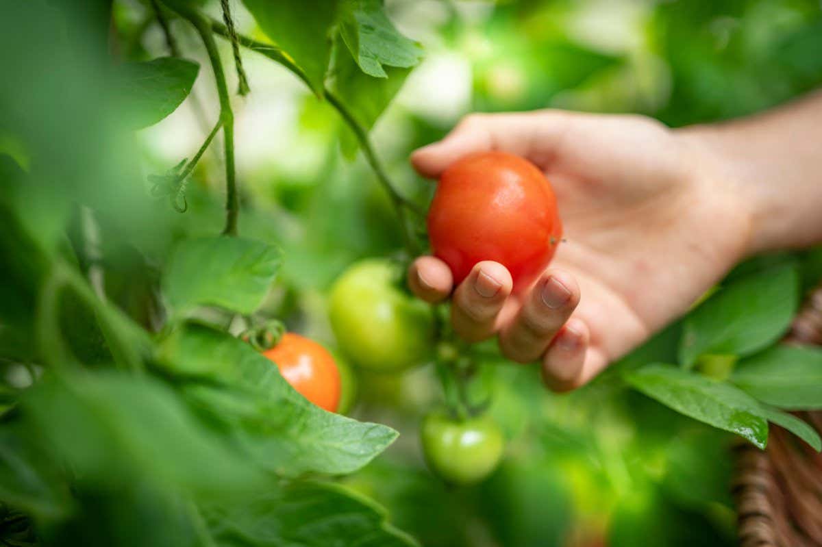 2AAJ6F5 Gardener picking ripe Crimson Crush tomatoes in late summer in greenhouse of organic vegetable garden