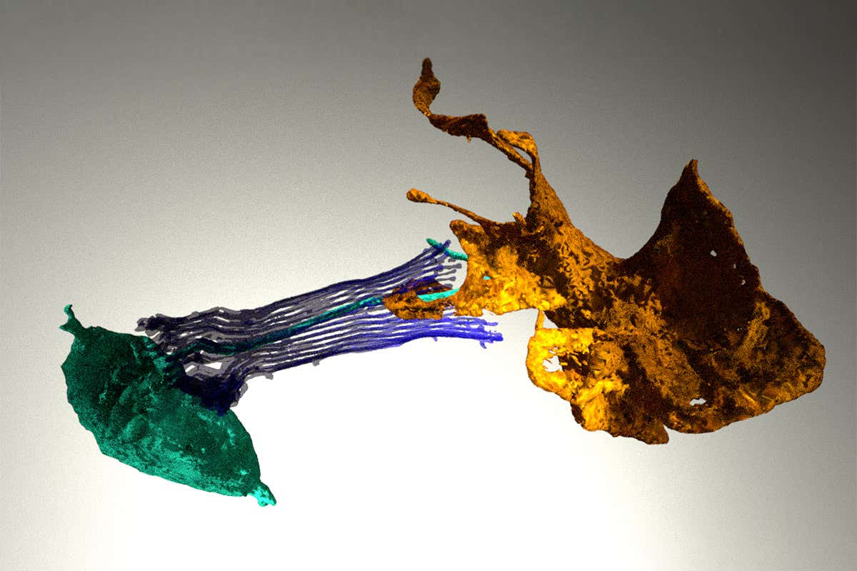 New Scientist. Science news and long reads from expert journalists, covering developments in science, technology, health and the environment on the website and the magazine.