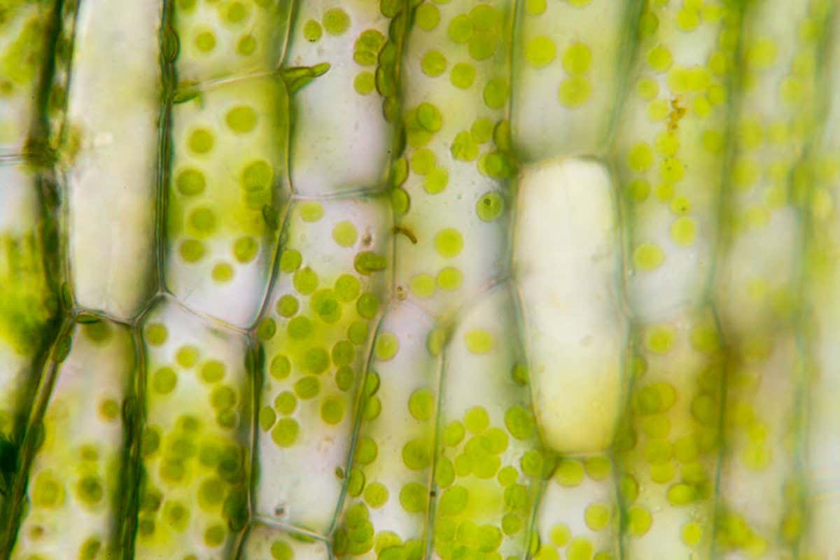 Hydrilla, view of the leaf surface