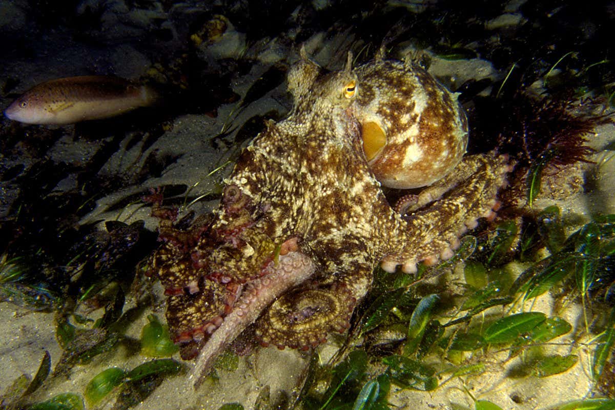 Octopus djinda lives along the southwestern coast of Australia