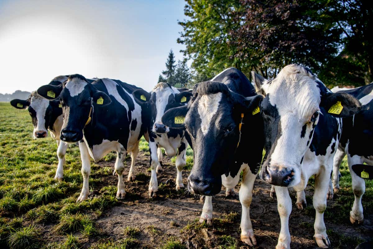 Cutting ammonia emissions may be the best way to reduce air pollution