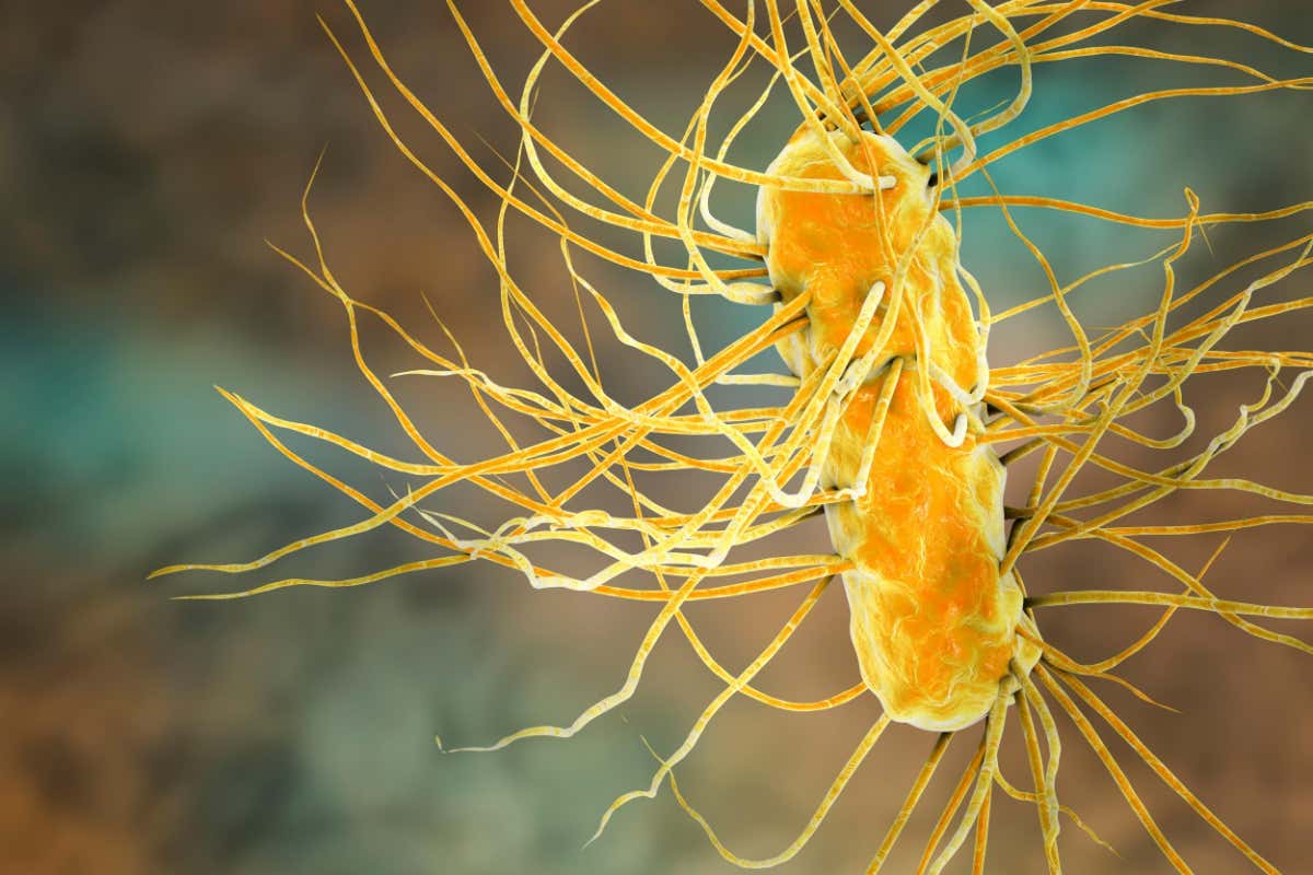 CRISPR-based 'antibiotic' eliminates dangerous bacterium from the gut