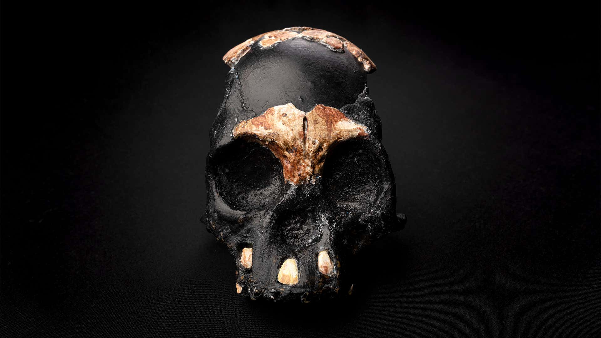 Homo naledi infant skull discovery suggests they buried their dead Read more: https://staging.newscientistbeta.com/article/2296360-homo-naledi-infant-skull-discovery-suggests-they-buried-their-dead/#ixzz7BLiYTNU5