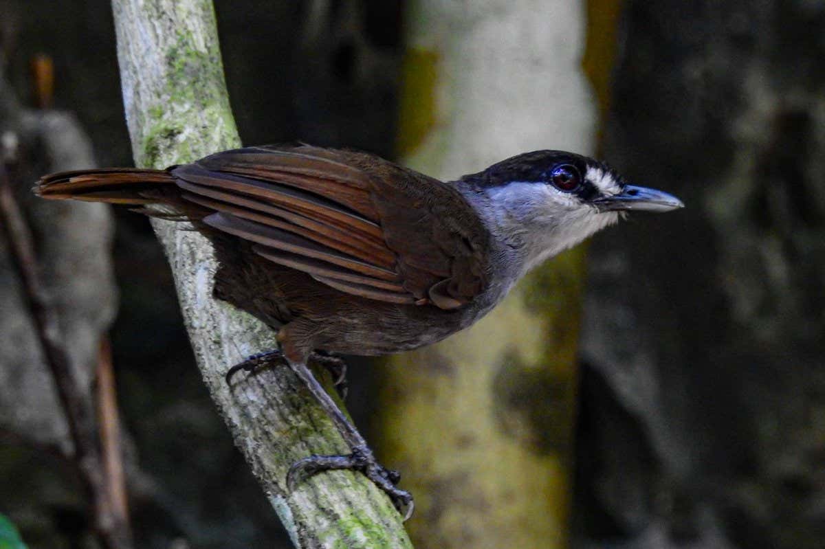 Black-browed babbler