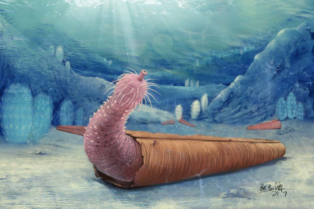 Eximipriapulus reconstruction