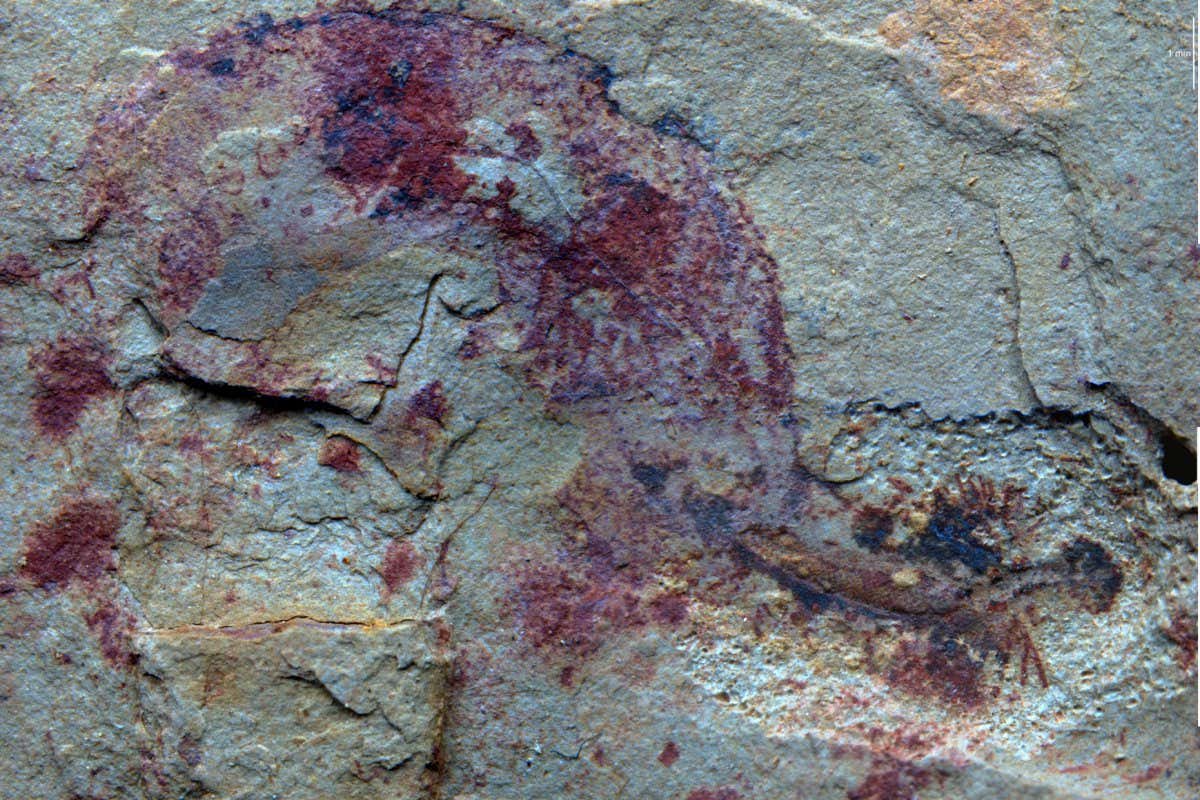 The penis worm Eximipriapulus inhabiting a hyolith shell.