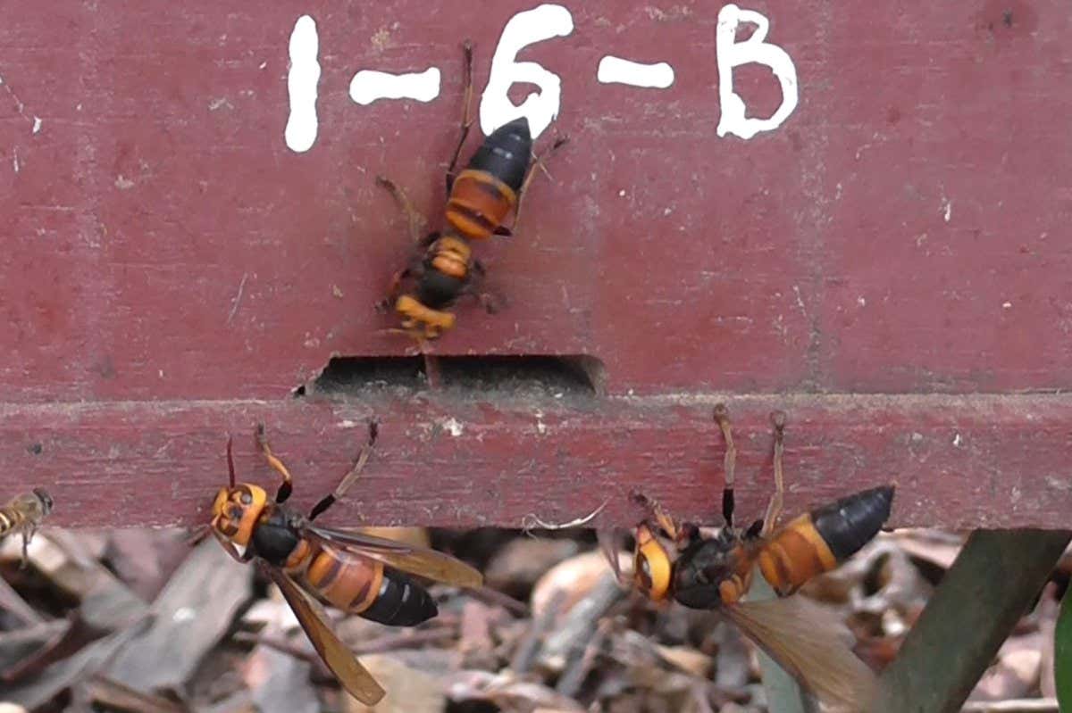 Giant hornets attack a honey bee hive in Vietnam
