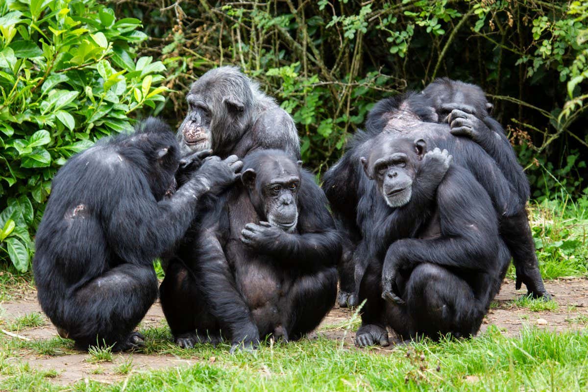 A group of Common Chimpanzees Pan troglodytes in a huddle sitting on grass grooming and interacting with one another
