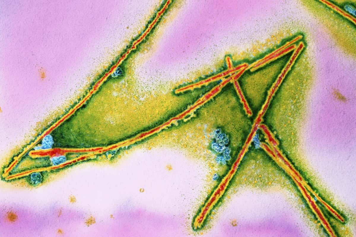 The surprising upsides of the prions behind horrifying brain diseases