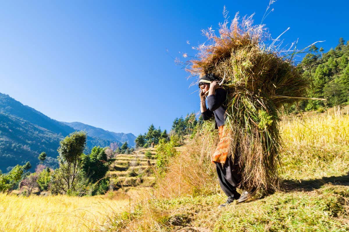 Woman carrying millet