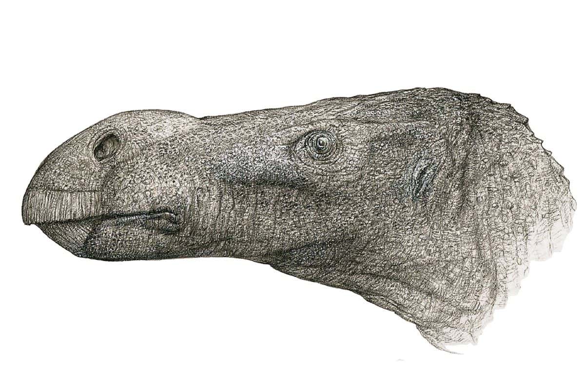 Reconstruction of the head of Brighstoneus simmondsi