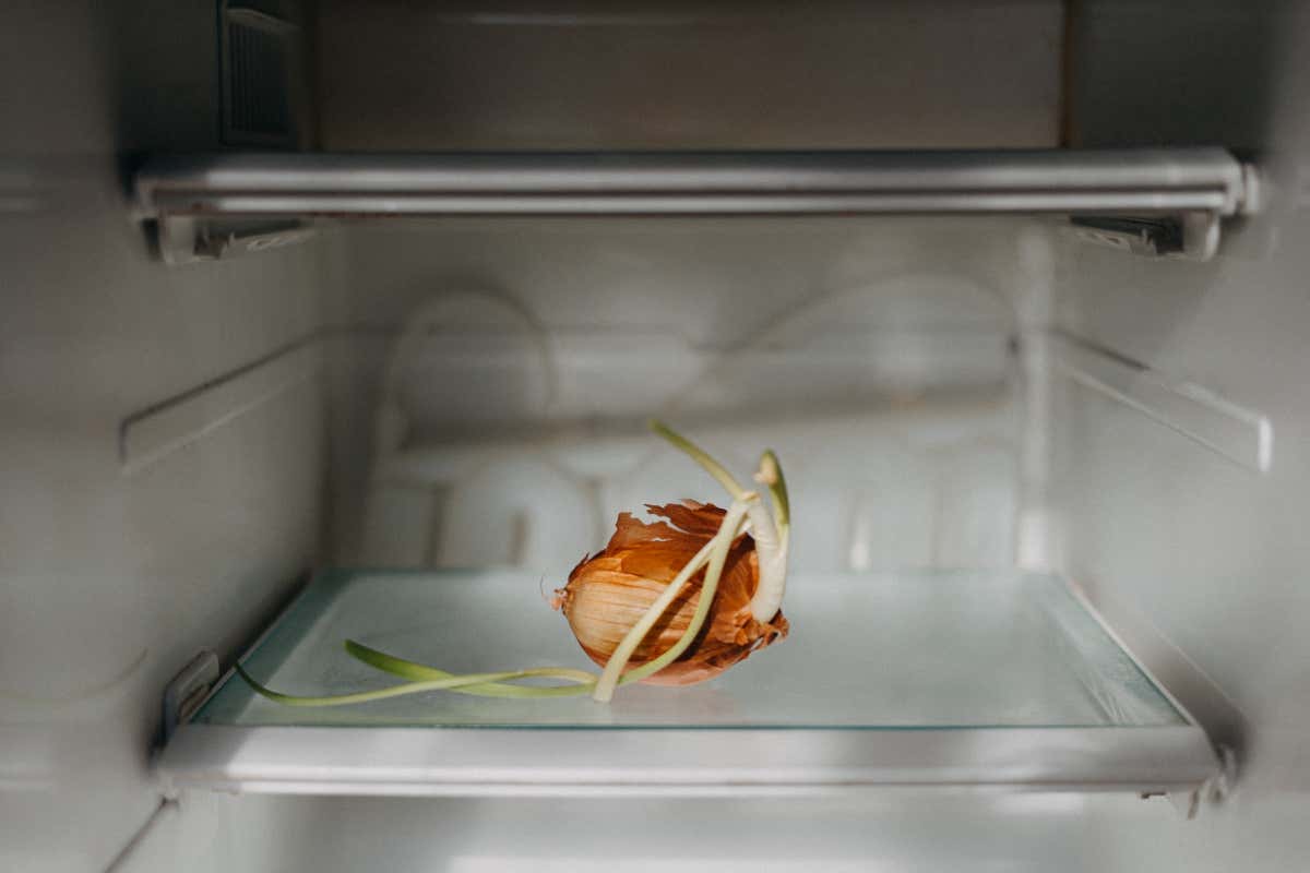 Why do some veg continue to grow in the darkness of a refrigerator?