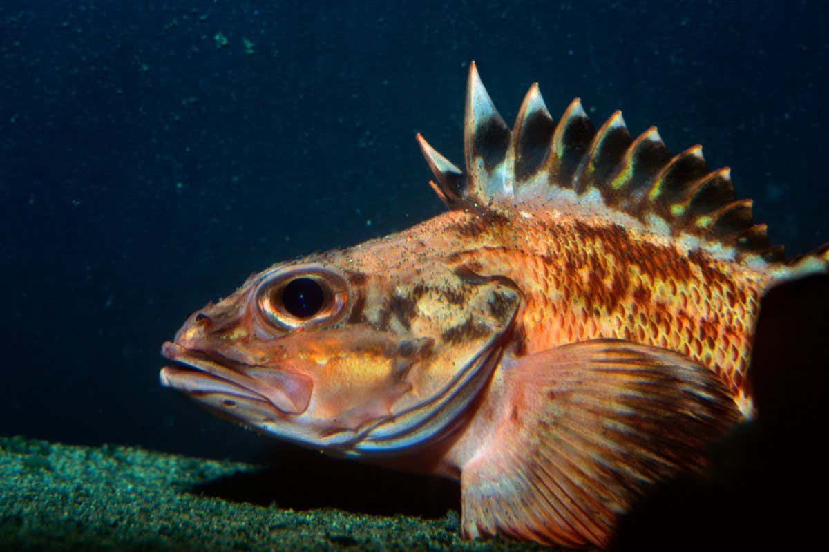 A rockfish (genus Sebastes)