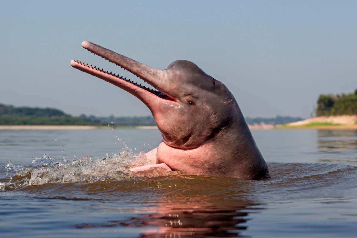 2AKEMKH Amazon river dolphin (Inia geoffrensis) Rio Negro, Amazonas, Brazil.