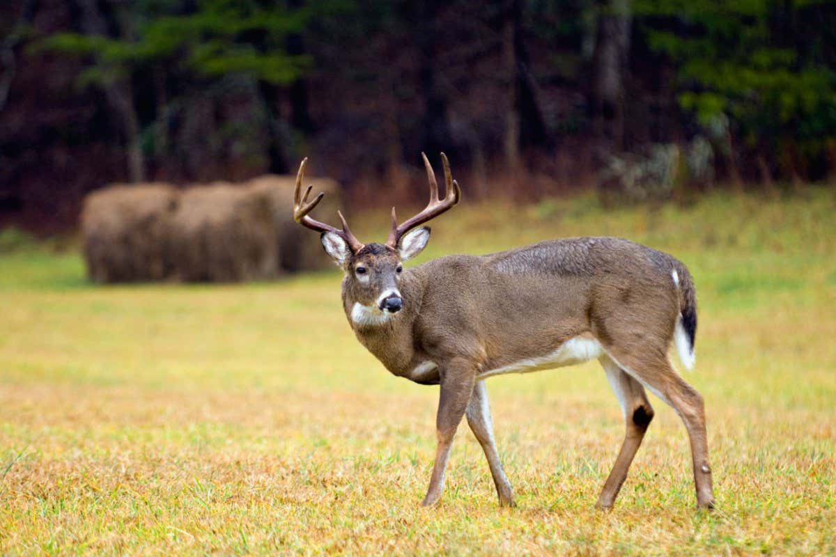 CN668E White-tailed Deer Buck in Cades Cove in the Great Smokey Mountains National Park in Tennessee
