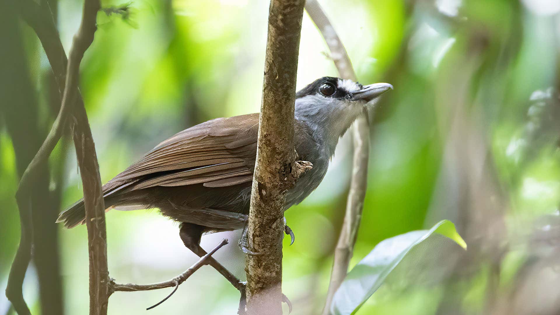 Black-browed Babbler