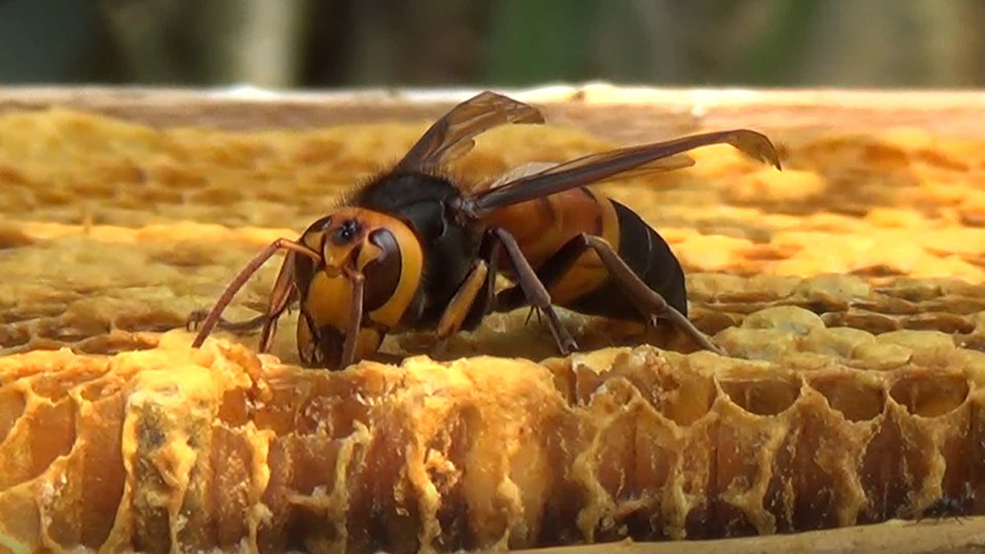 Asian honeybees scream in alarm when giant hornets attack the hive