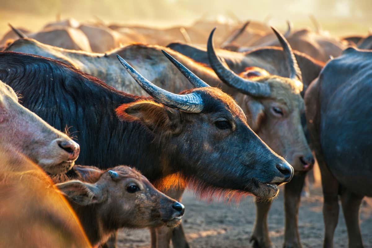 AI predicts which mammals are most likely to spread covid-19