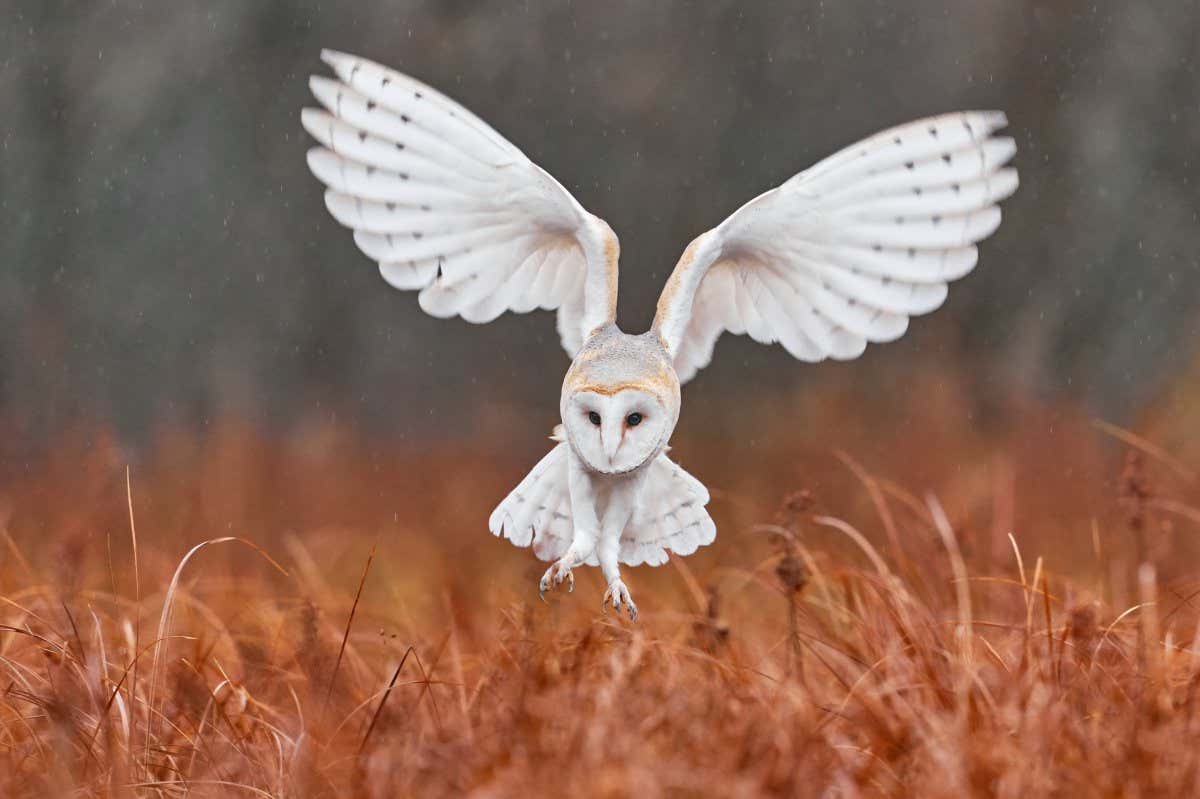 Barn Owl, Tyto alba