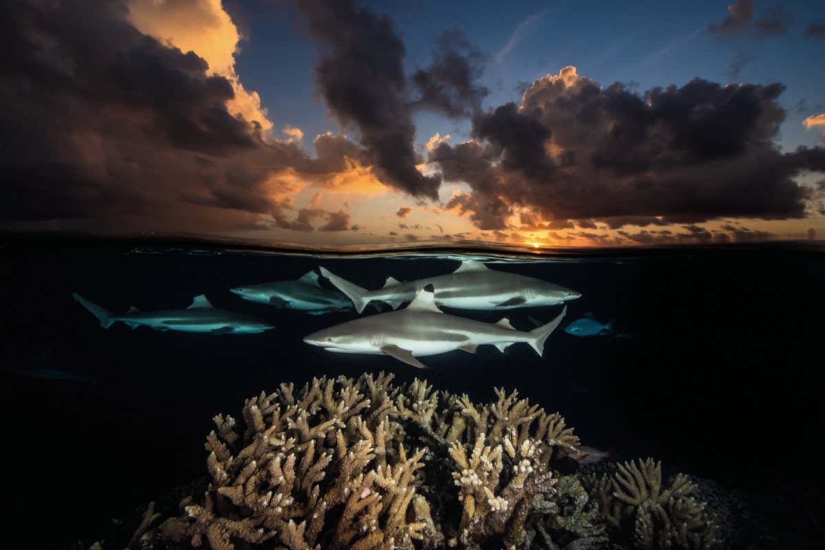 Blacktip Reef Sharks, South Pass, Fakarava Atoll, French Polynesia, 2018.