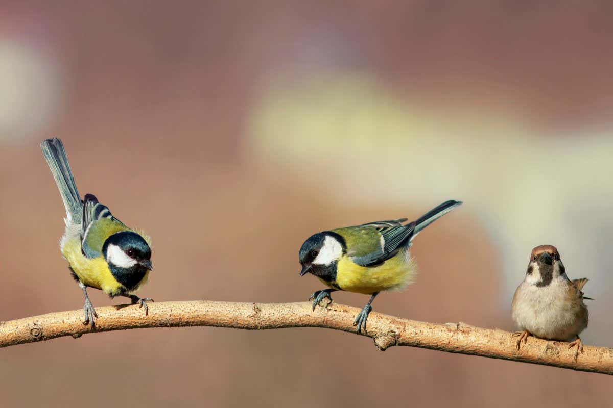 group of beautiful little birds sitting on a branch in Sunny Park; Shutterstock ID 1823018816; purchase_order: PHOTO; job: 20th Nov; client: NS; other: