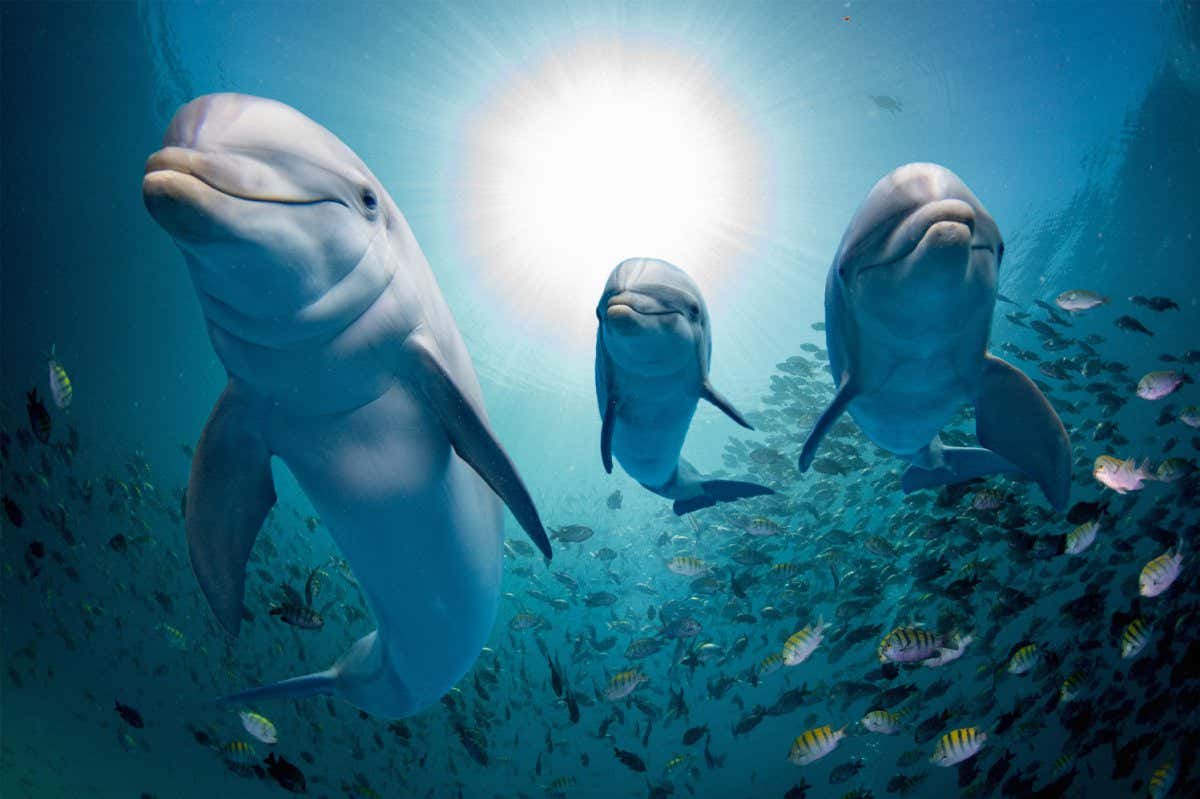 dolphin family underwater on reef background looking at you; Shutterstock ID 649542721; purchase_order: PHOTO; job: 20th Nov; client: NS; other: