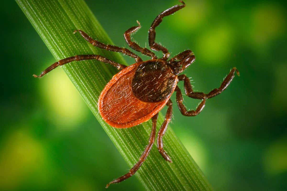 Blacklegged tick (Ixodes pacificus) on a leaf, carrier of the Lyme disease, 2005.