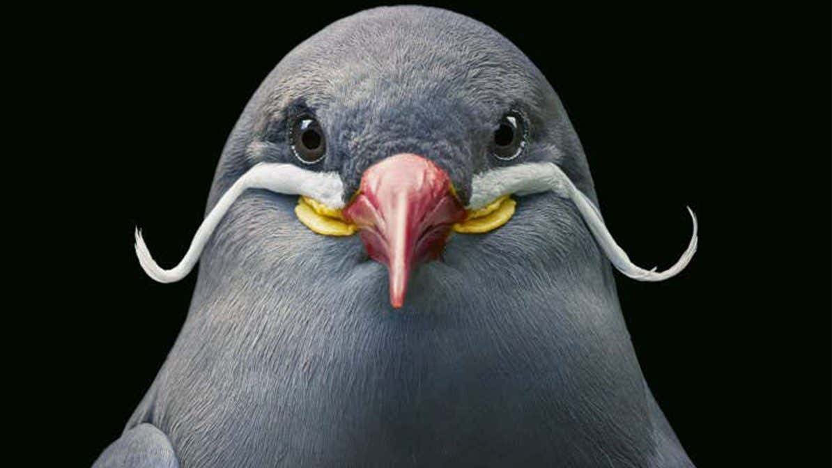 Stunning bird photos showcase the diversity of our avian friends